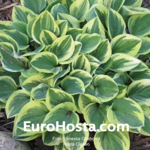 Hosta Cameo - Eurohosta