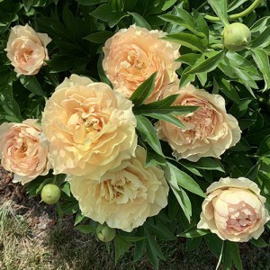 Canary Brilliants 