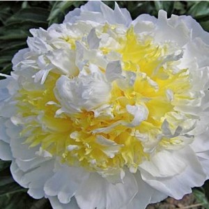 Paeonia Cheddar Cheese