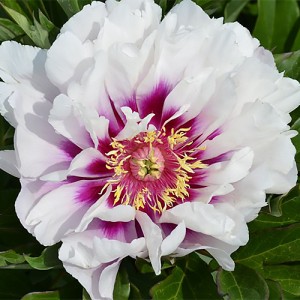 Peony Cora Luise