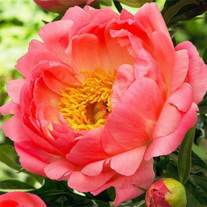 Peonia coral sunset