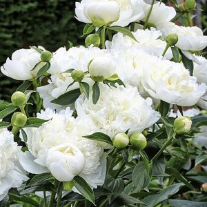 Paeonia Duchesse de Nemours