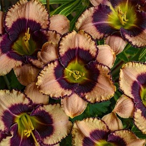 Hemerocallis Daring Deception