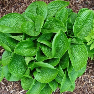 Hosta Deep Pockets