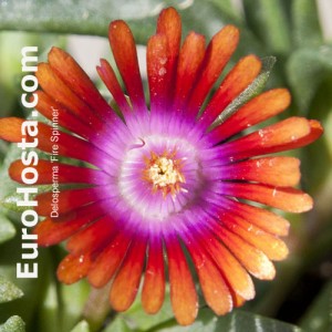 Delosperma Fie Spinner