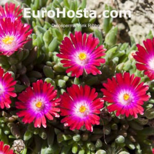 Delosperma Hot Pink Wonder