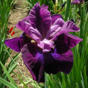 Iris Devils Dream