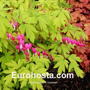 Dicentra spectabilis 'Goldheart'