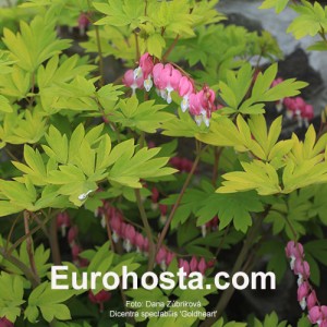 Dicentra spectabilis 'Goldheart'