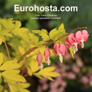 Dicentra spectabilis 'Goldheart'