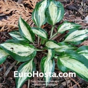 Hosta Dixie Chickadee