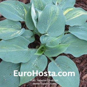 Hosta Dorset Clown - Eurohosta 