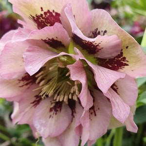 Helleborus orientalis Double Ellen Spotted Pink
