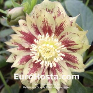 Helleborus  Double Ellen Yellow Spotted