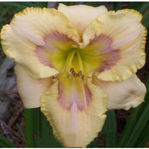 Hemerocallis Enchanted Rainbow