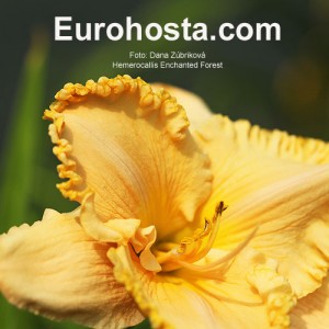 Hemerocallis Enchanted Forest - Eurohosta