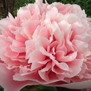 Paeonia Etched salmon