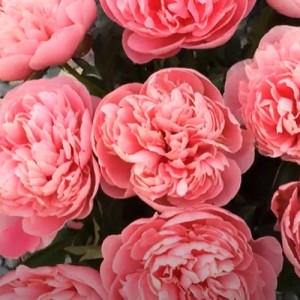 Paeonia Etched salmon