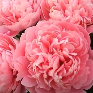 Paeonia Etched salmon