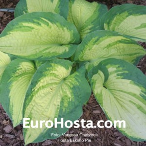 Hosta Eskimo Pie - Eurohosta