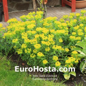 Euphorbia polychroma