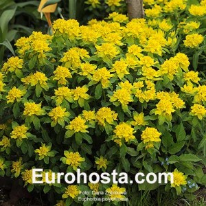 Euphorbia polychroma