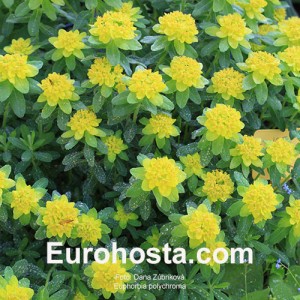 Euphorbia polychroma