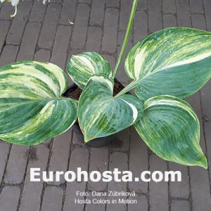 Hosta Color in Motion