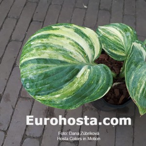 Hosta Color in Motion