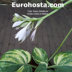 Hosta Color in Motion