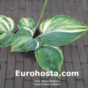 Hosta Color in Motion