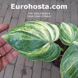 Hosta Color in Motion