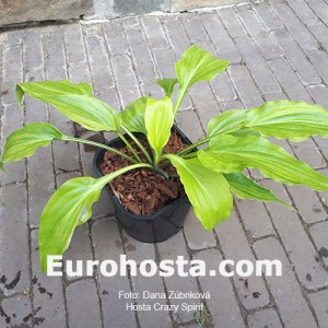 Hosta Crazy Spirit