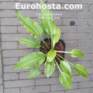 Hosta Crazy Spirit