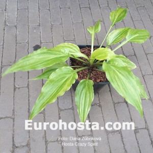 Hosta Crazy Spirit