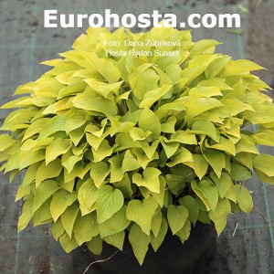 Hosta Hydon Sunset 