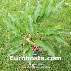 Hosta Oberland Green Swallow