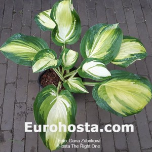 Hosta The Right One