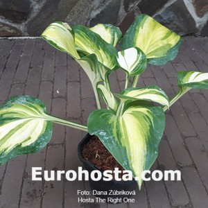 Hosta The Right One