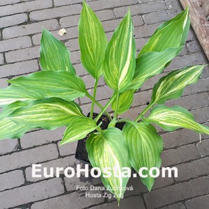 Hosta Zig Zag