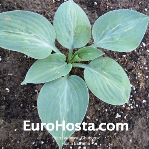 Hosta Extreme - Eurohosta