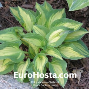 Hosta Fantasy Island - Eurohosta