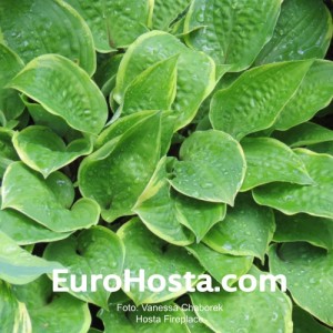 Hosta Fireplace - Eurohosta