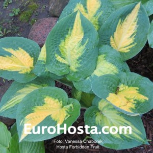 Hosta Forbidden Fruit - Eurohosta