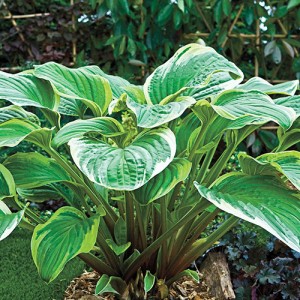 Hosta Fragrant Fire