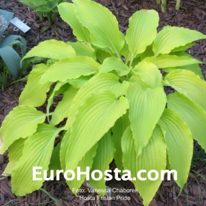 Hosta Frisian Pride - Eurohosta