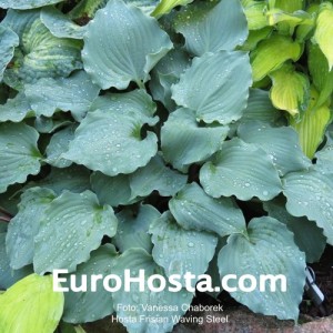 Hosta Frisian Waving Steel - Eurohosta