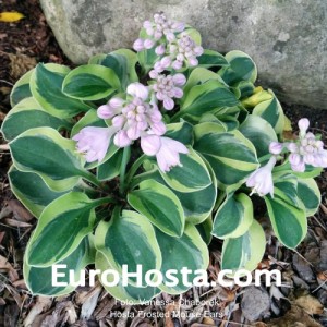 Hosta Frosted Mouse Ears - Eurohosta