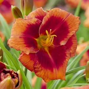 Hemerocallis Frank Smith