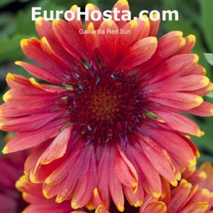 Gaillardia 'Red Sun'